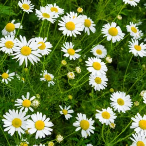 Moroccan Roman Chamomile Essential Oil for Calm