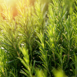 Moroccan Rosemary Essential Oil for Hair  and Focus
