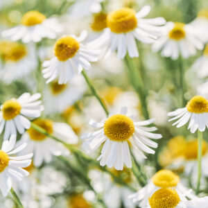 Moroccan Wild Chamomile Essential Oil for Soothing