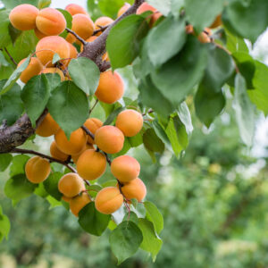 Premium Cold-Pressed Moroccan Apricot Kernel Oil