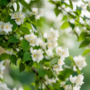 Premium Moroccan Jasmine Absolute