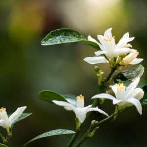 Premium Moroccan Neroli Essential Oil