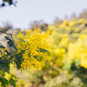 Premium Moroccan Mimosa Absolute