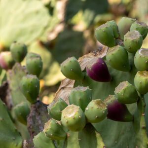 Premium Cold-Pressed Moroccan Prickly Pear Seed Oil
