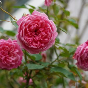 Premium Moroccan Rose Centifolia Absolute