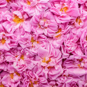 Moroccan Rose Damascena Concrete for Luxury Care