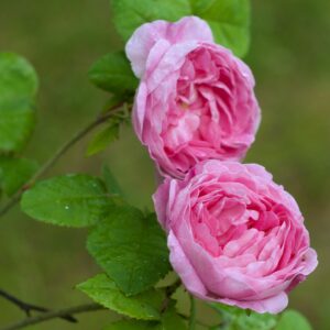 Premium Dried Moroccan Rose Petals