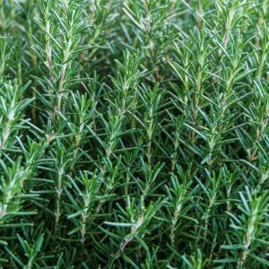Premium Dried Moroccan Rosemary