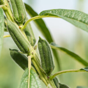 Premium Cold-Pressed Moroccan Sesame Oil