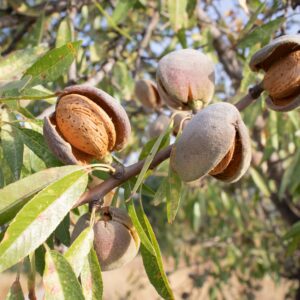 Premium Cold-Pressed Moroccan Almond Oil