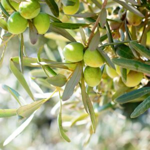 Versatile Moroccan Olive Oil for Food and Beauty