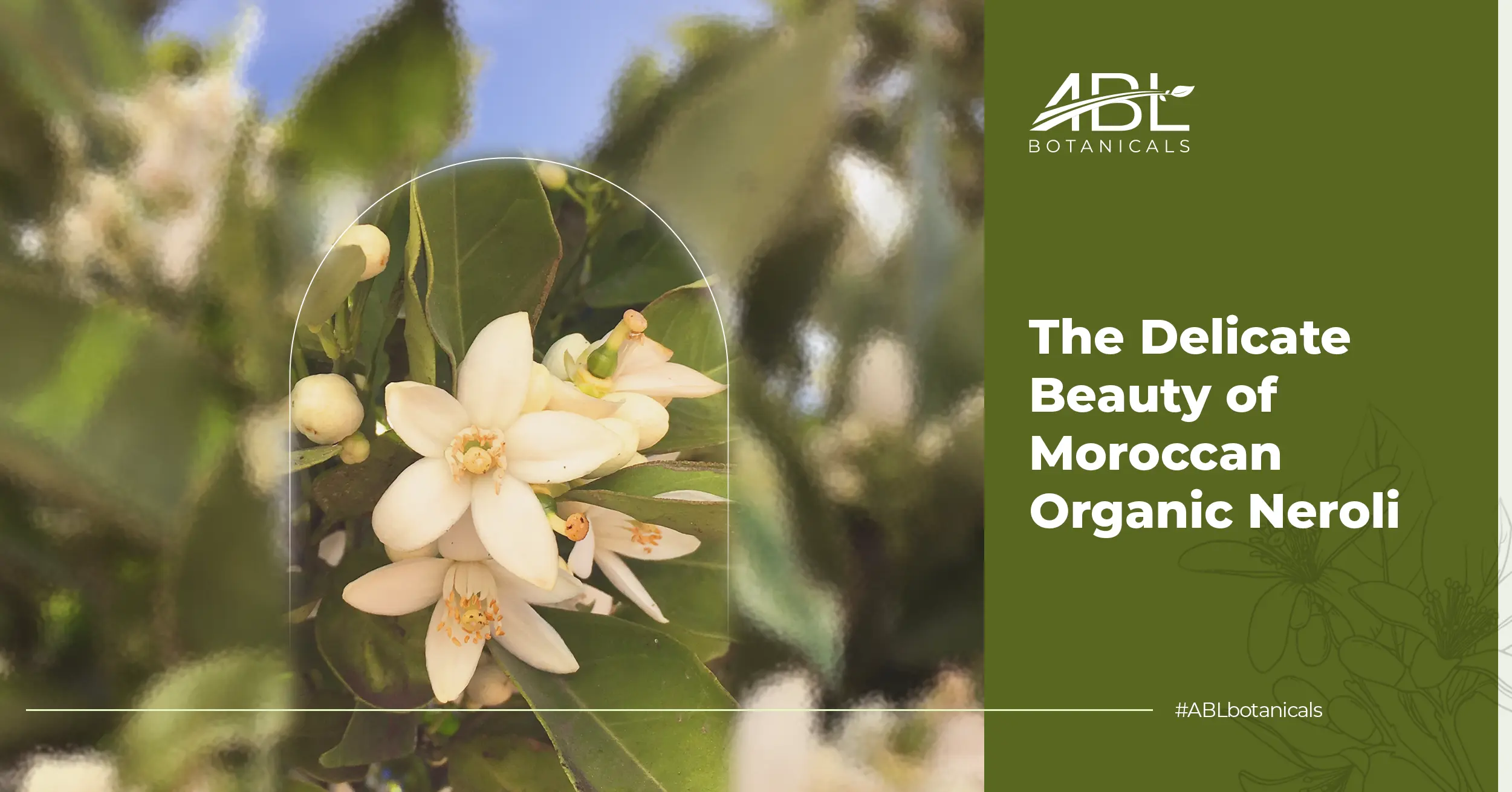 The Delicate Beauty of Moroccan Organic Neroli